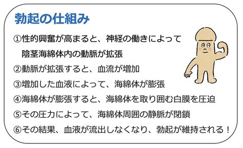 スクワット 勃起|勃起とは？勃起の仕組みと勃起力低下の原因と対策を。